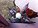 Standard Size 5 Pack Hen / Chicken Saddle