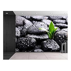 Rain Drops Over Black Rocks and a Little Green Plant - Wall Mural, Removable Sticker, Home Decor - 66x96 inches