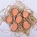 Liberty Imports Bulk Set of 24 Pcs Bouncy Eggs Realistic Fake Rubber Bouncing Balls (Brown)