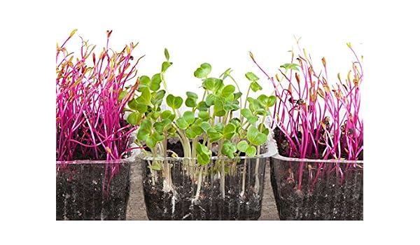 Semillas de germinación - rábano negro - 850 semillas: Amazon.es ...