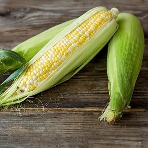 Bulk Organic Non GMO Corn Seeds Ambrosia (10 LBS