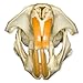 Real Muskrat Skull A Quality