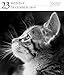 Cat Page-A-Day Gallery Calendar 2019