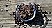 Body B Beautiful/Luxurious Mocha Java Arabica Coffee Scrub/Lasting Body Hydration/Humectant/Exfoliator/Invigorating with All Natural and Organic Ingredients/Cruelty Free/Made In USA / 8oz