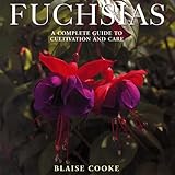 Fuchsias by 