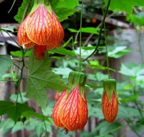 Nianyan 50 Pcs / Bag, Abutilon Striatum Seeds, Diy Potted Plants, Indoor / Outdoor Pot Seeds