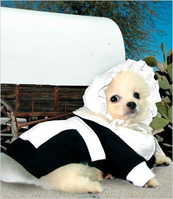 Pilgrim Girl Costume for Dogs - Size 5 (14" l x 18.5" - 20.5" g)