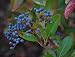 'Winterthur' Viburnum -Colorful Berries-Flowering Shrub