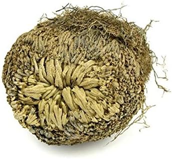 Selaginella tamariscina (P. Beauv.) Spring 500g of Chinese herbs