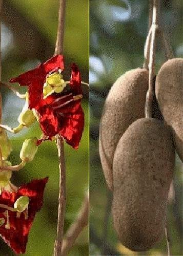 TROPICA - Sausage Tree (Kigelia pinnata / africana) - 10 Seeds - Africa
