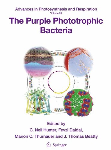 The Purple Phototrophic Bacteria (Advances in Photosynthesis and Respiration)