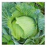 David's Garden Seeds Cabbage Early Jersey Wakefield