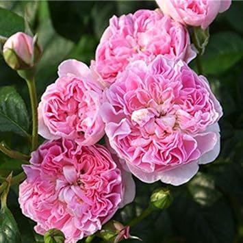 Amazon バラ苗 シャンペトル 大苗 つるバラ ロサオリエンティス 四季咲き ピンク 薔薇 苗木 予約販売12月 翌1月頃入荷予定 花