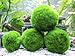 6 Marimo Moss Ball Variety Pack – 4 Different Sizes of Premium Quality Marimo from Giant 2.25 Inch to Small 1 Inch – World’s Easiest Live Aquarium Plant – Sustainably Harvested and All-Naturalthumb 4