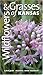 Wildflowers and Grasses of Kansas: A Field Guide by Michael J. Haddock