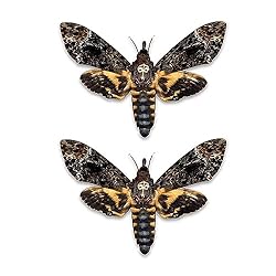 vinatimes Lot of 2 Real Death Head Moth Acherontia
