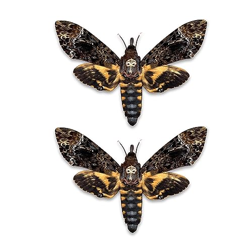 vinatimes Lot of 2 Real Death Head Moth Acherontia