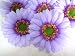 (12) BIG Silk Purple Gerbera Daisy Flower Heads , Gerber Daisies - 3.5" - Artificial Flowers Heads Fabric Floral Supplies Wholesale Lot for Wedding Flowers Accessories Make Bridal Hair Clips Headbands Dress
