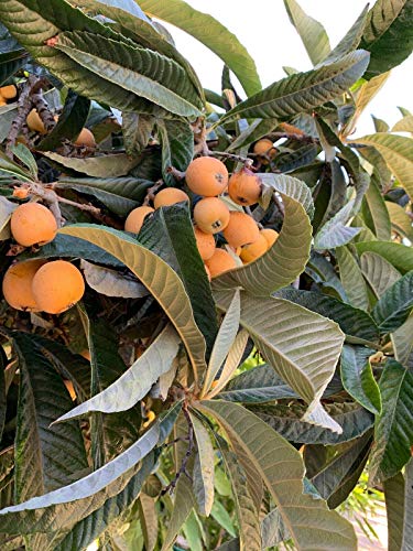 RubyShop724 20 Pcs Organic Garden Loquat Dried or Fresh Leaves