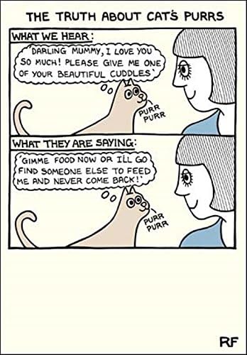 Truth About Cat Met A Ronronner Dessin Anime De Chat Humour Carte De Voeux Sur La Traque Cartes Amazon Fr Fournitures De Bureau