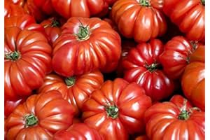 HARLEY SEEDS 30+ Costoluto Genovese Pomodoro Tomato Seeds, Heirloom Non-GMO, Low Acid, Indeterminate, Open-Pollinated, Productive from USA