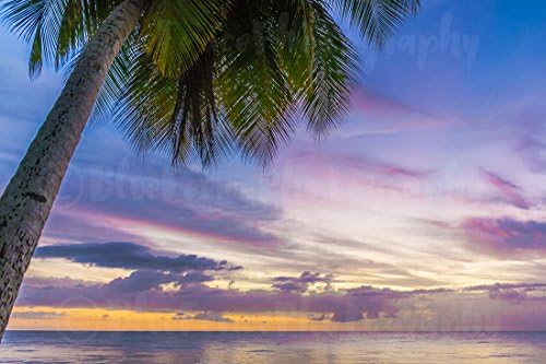 Purple Sunset with Palm Tree Photography Art Photograph Print Home Wall Decor Beach Shore Summer Beach House Living Room Nursery Den, Sizes Available from 5x7 to 20x30.