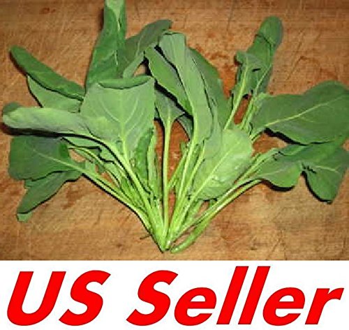500 Seeds E156, White-Flowered Kailaan Seeds - Kailaan Chinese Broccoli Seeds