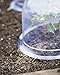 Medium Garden Cloches, Set of 6