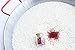 Zaran Saffron, Superior Saffron Threads (Premium) All-Red Saffron Spice for your Paella, Risotto, Persian Tea, Persian Rice, and Golden Milk) (Persian (Sargol), 2 Grams)