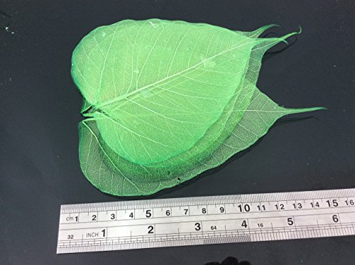 Dark Green 5 Inch Skeleton Leaves 100 pcs Sacred Fig Ficus Religiosa Flower Making Floral Scrapbook Craft Wedding Card