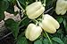 Hungarian Yellow Bird Sweet Pepper, for High Earnings All Year Long