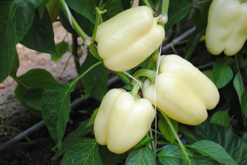 Hungarian Yellow Bird Sweet Pepper, for High Earnings All Year Long