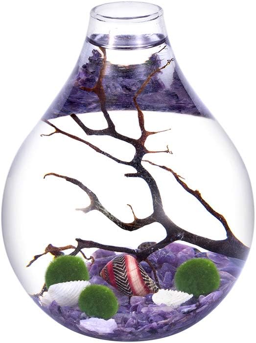 Aquatic Aquarium kit - Charoite Gravels with 3 Living Moss Balls and Shells in Teardrop Globe Terrarium, Unique Ecosystem Gift for Christmas, Wedding Event