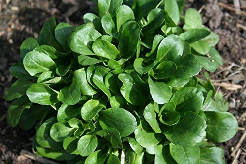 Corn Salad 'Verte De Cambrai' (Valerianella Locusta L.) Vegetable Plant Heirloom, 2000 Seeds