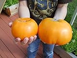 Orange Kentucky Beefsteak Tomato Seeds- Organic- 25+ 2015 Seeds