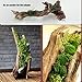 Reptile Toy,Driftwood Branches Reptiles Aquarium Decoration Assorted Size,Natural Habitat Decor Wood for Lizad (M 2pack)thumb 2
