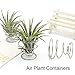 Air Plant Containers,Coobbar 10pcs Air Plant Stand Airplant Container Tillandsia Holder Stainless Steel Plant Display Racks,Tillandsia Plant Display Stand Racksthumb 4