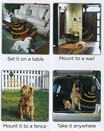 sunbeam dog bark egg