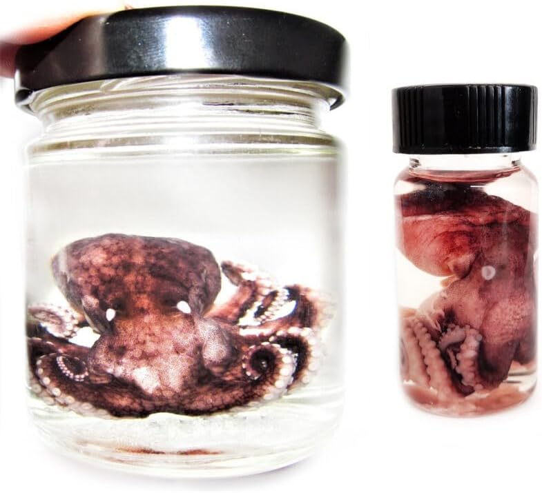 Mixed Media - BicBugs Octopus pink purple preserved wet specimen in vial SM or XL (Small)
