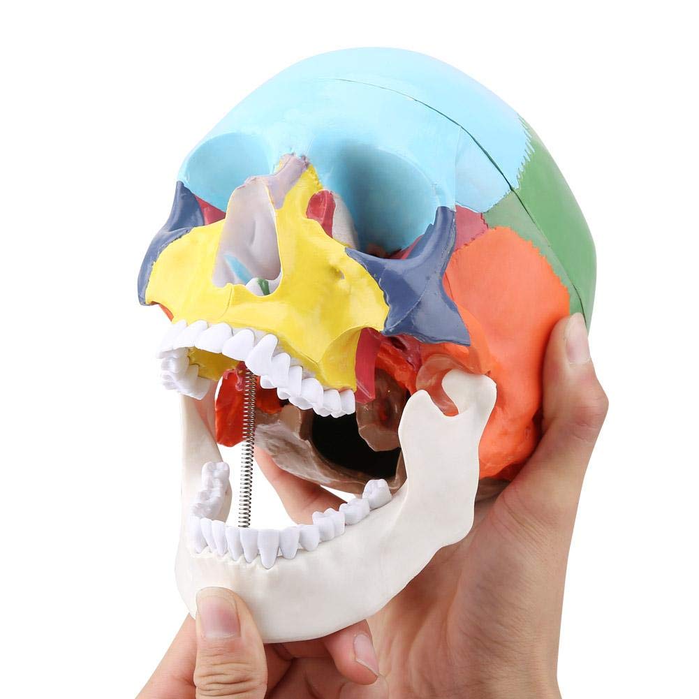 Oumefar Coloured Adult Human Skull Teach Instrument Anatomical Model Including Removable Skull Cap and Articulated Mandible Study Course with Identification Card