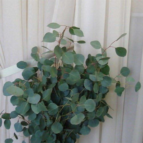30+ Seeds, Eucalyptus "Silver Dollar" (Eucalyptus cinerea) Seeds By Seed Needs