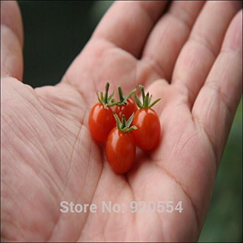 Importada semilla, 5pcs / lot tomate grosella roja dulce semillas ...