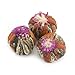 Pinky Up Lavender Sorbet Blooming Tea | Flowering Tea Bulbs, 30-55 mg Caffeine Per Serving, Naturally Calorie & Gluten Free | 2.5 Ounce Tin, 25 Servings