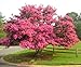 Pink Velour Crape Myrtle Seeds 50 Seeds (Lagerstroemia) Upc 646263361603 + 1 Free Plant Marker