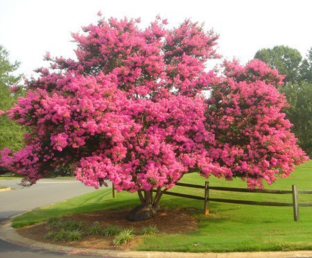 Pink Velour Crape Myrtle Seeds 50 Seeds (Lagerstroemia) Upc 646263361603 + 1 Free Plant Marker