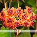 ADB Inc 24 Types Hoya Carnosa Plant Seed Garden Plant Seed (16)