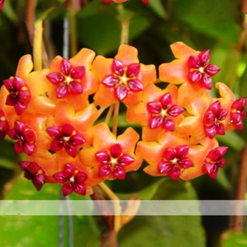 ADB Inc 24 Types Hoya Carnosa Plant Seed Garden Plant Seed (16)