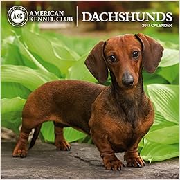 american kennel club dachshund