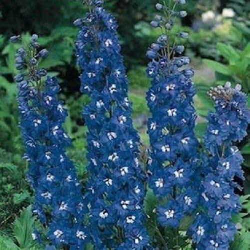 100 Semi Di Delphinium Blu Per Uccellini Amazon It Giardino E Giardinaggio