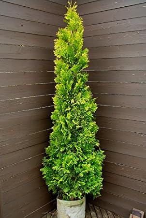 Amazon ヨーロッパゴールド1 コニファー 明るいイエロー元気色 植木